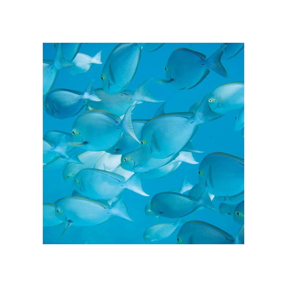 Suspension luminaire poissons