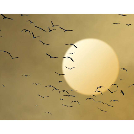 luminaire mural soleil et oiseau