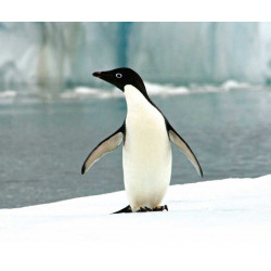 luminaire manchot pingouin