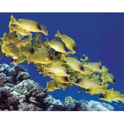 Luminaire poisson corail